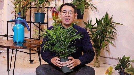 袖珍 椰子